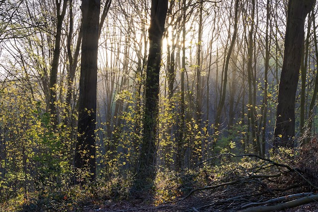 Kluisbos