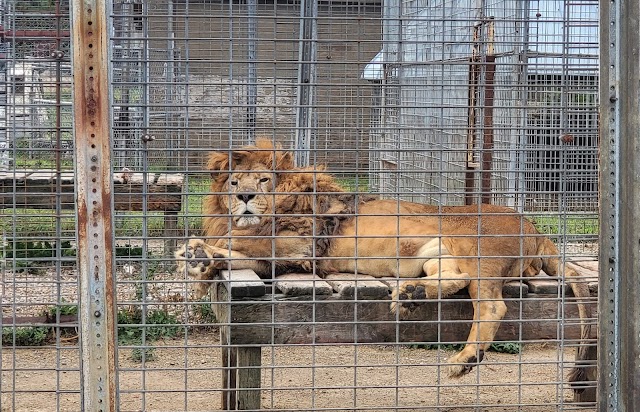 Animal Haven Farm Zoo