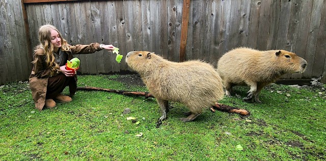 Debbie Dolittle's Petting Zoo