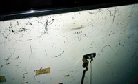 Image # 64626: Dragon Inside Cabinet - Serial Number 
(Serial number 00938.)
